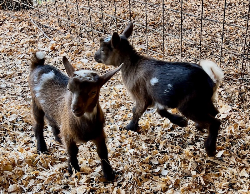 Dwarf Nigerian Goats-orderlivestock.com